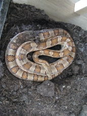 2 Kornnattern und Terrarium müssen dringend weg