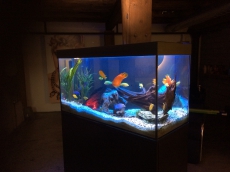 Aqua Care / Aquarium Reinigung