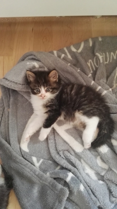 4 süsse Maine Coon Mix suchen Lebensplatz