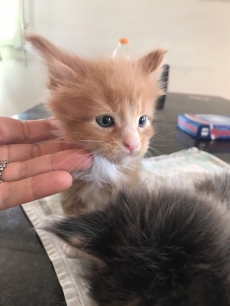 Maine Coon Baby's mit Stammbaum