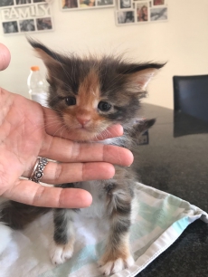 Maine Coon Baby's mit Stammbaum