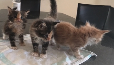 Maine Coon Baby's mit Stammbaum