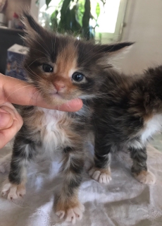 Maine Coon Baby's mit Stammbaum