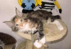 2 Wunderschöne Maine Coon Kitten :) :)