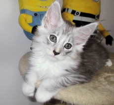 2 Wunderschöne Maine Coon Kitten :) :)