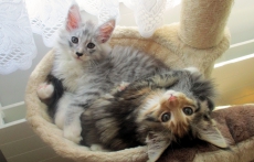 2 Wunderschöne Maine Coon Kitten :) :)