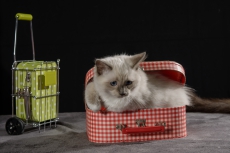 Laviniadolls Ragdoll-Kitten mit FFH-Stammbaum zu verkaufen