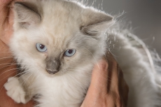 Laviniadolls Ragdoll-Kitten mit FFH-Stammbaum zu verkaufen