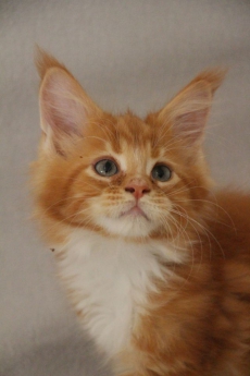 Maine Coon Katerchen mit Stammbaum