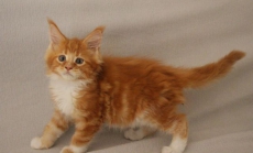 Maine Coon Katerchen mit Stammbaum