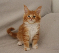 Maine Coon Katerchen mit Stammbaum