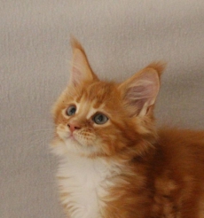 Maine Coon Katerchen mit Stammbaum