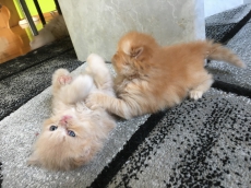 Perser Kitten mit Näschen