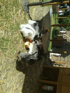 7 Angora-Kaninchen + 3 Franz. Widder (div. Farben) inkl. Zubehör