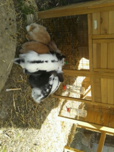 7 Angora-Kaninchen + 3 Franz. Widder (div. Farben) inkl. Zubehör