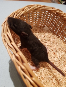 Süsse Babyratten