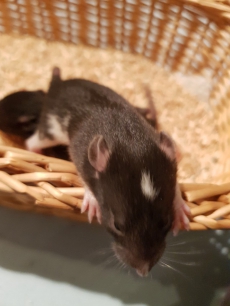 Süsse Babyratten