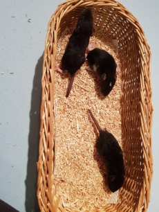 Süsse Babyratten