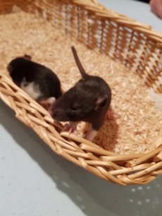 Süsse Babyratten