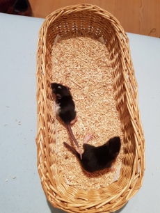 Süsse Babyratten