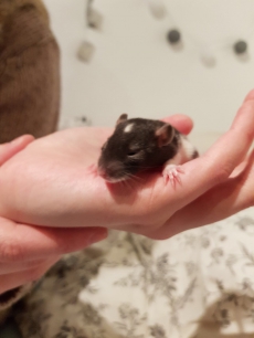 Süsse Babyratten