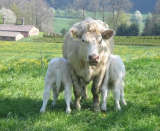 Rindfleisch Charolais Swiss Prim Beef aus Mutterkuhhaltung