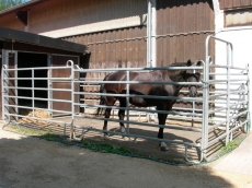 Freie Boxen auf dem Pferdedressurhof Teufental