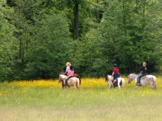 Reiten auf dem Elfenhof