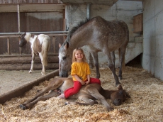 Reiten auf dem Elfenhof