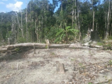 Brasilien schönes 20 HA Tiefpreis-Grundstück Manaus AM