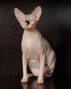 Canadien Sphynx Kater und Katze mit blaue Augen 