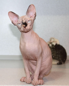 Canadien Sphynx Kater und Katze mit blaue Augen 