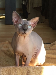 Canadien Sphynx Kater und Katze mit blaue Augen 