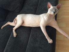 Canadien Sphynx Kater und Katze mit blaue Augen 