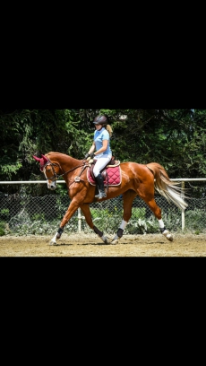 Hübsches Deutsches Sportpferd