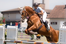 Hübsches Deutsches Sportpferd