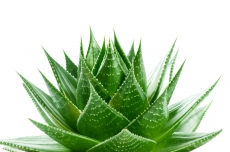 Aloe Moisturizing Lotion - Bodylotion