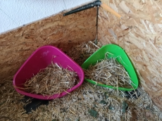 2 süsse Löwenkopf Kaninchen mit Zubehör