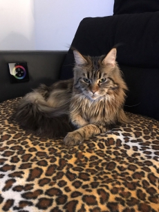 Wir suchen ein neues liebevolles Zuhause ( Zwei Maine Coon)