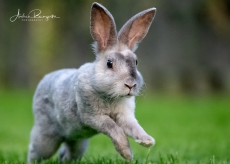 Fotoshooting mit ihrem Vierbeiner