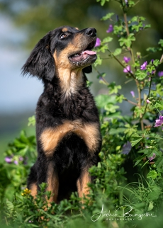 Fotoshooting mit ihrem Vierbeiner