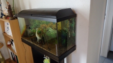 AQUARIUM 110 LITER MIT UNTERSCHRANK