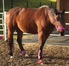 Wallach, CH-Warmblut, 17.6.2011 Braun,  165 cm (AQUILINO x DREAM 