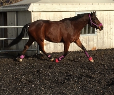 Wallach, CH-Warmblut, 17.6.2011 Braun,  165 cm (AQUILINO x DREAM 