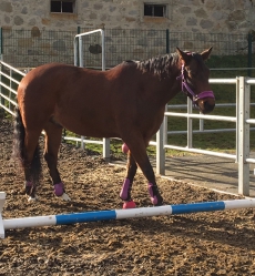 Wallach, CH-Warmblut, 17.6.2011 Braun,  165 cm (AQUILINO x DREAM 