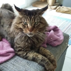 Bb mainecoon weibchen