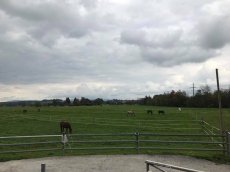 Grosse einzel- Auslaufboxe in Gisikon