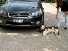 Erste Hilfekurs für Hunde/ Bekannt aus Tele M1