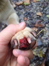 Erste Hilfekurs für Hunde/ Bekannt aus Tele M1