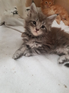 Maine Coons Kitten 